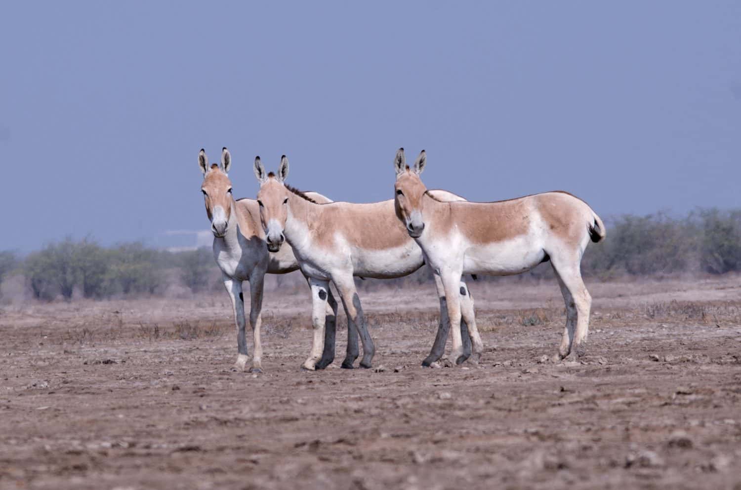 The Wild Ass Sanctuary of the Little Rann of Kutch, spreading across nearly 5000 square kilometers of the Little Rann, is the only place on earth where the endangered Indian Wild ass