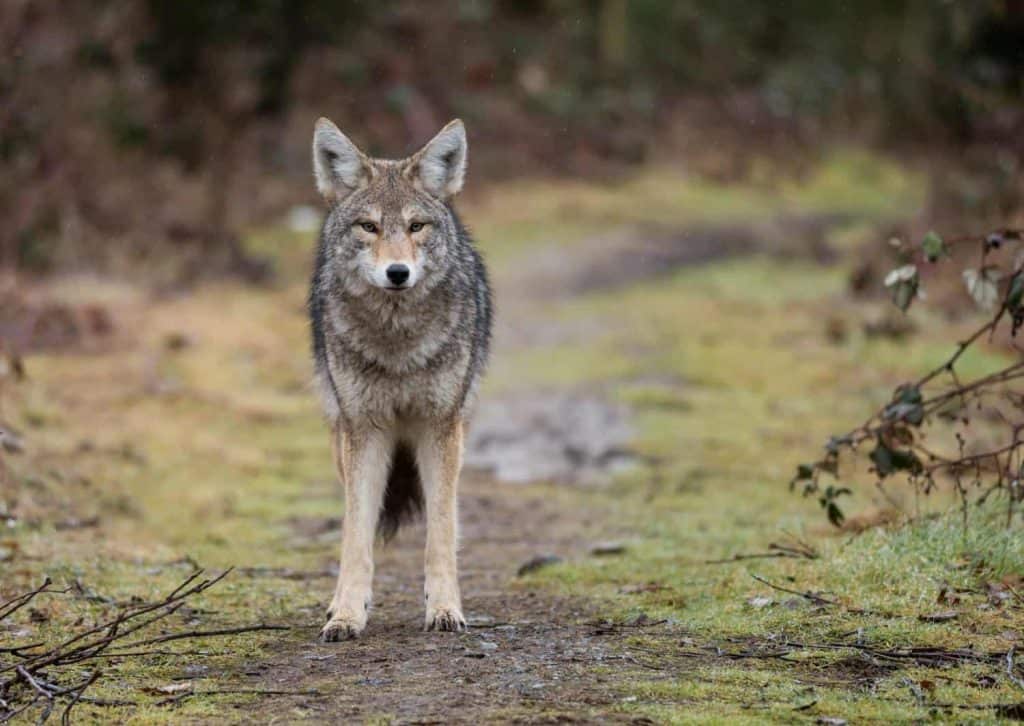 Dangerous Tapeworm Found in 1 in 3 Puget Sound Coyotes Studied