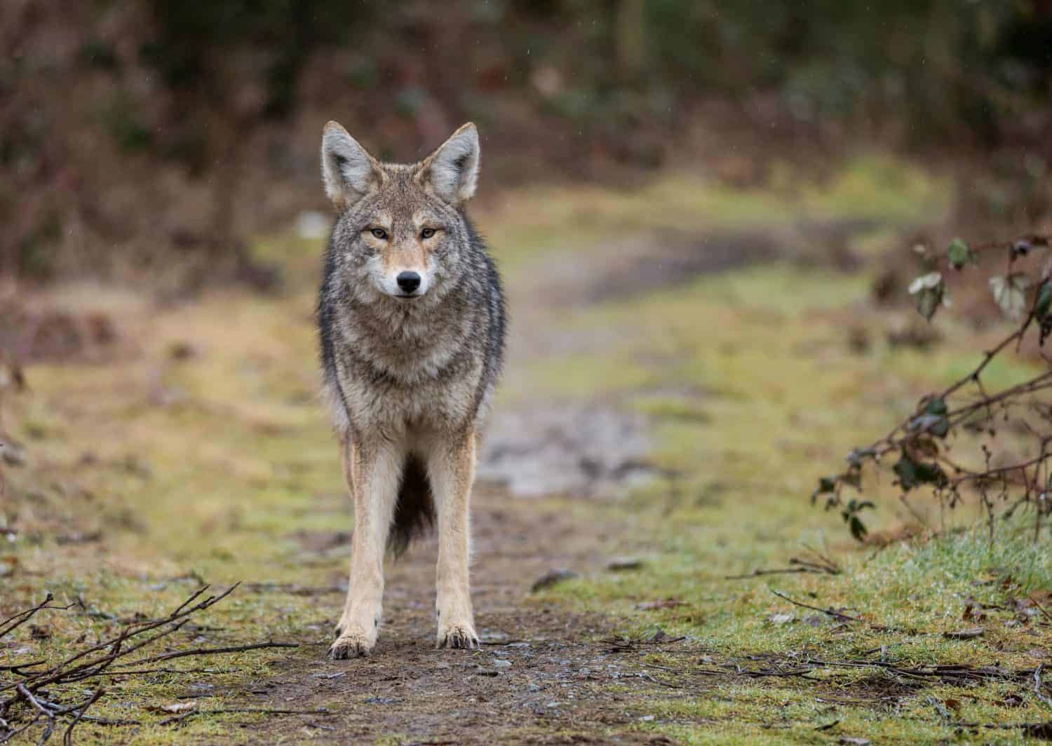 Dangerous Tapeworm Found in 1 in 3 Puget Sound Coyotes Studied