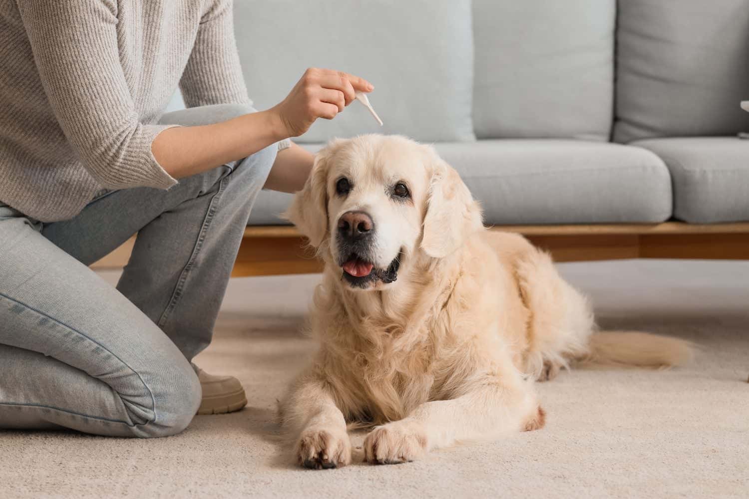 Owner applying topical flea medication to a dog at home.