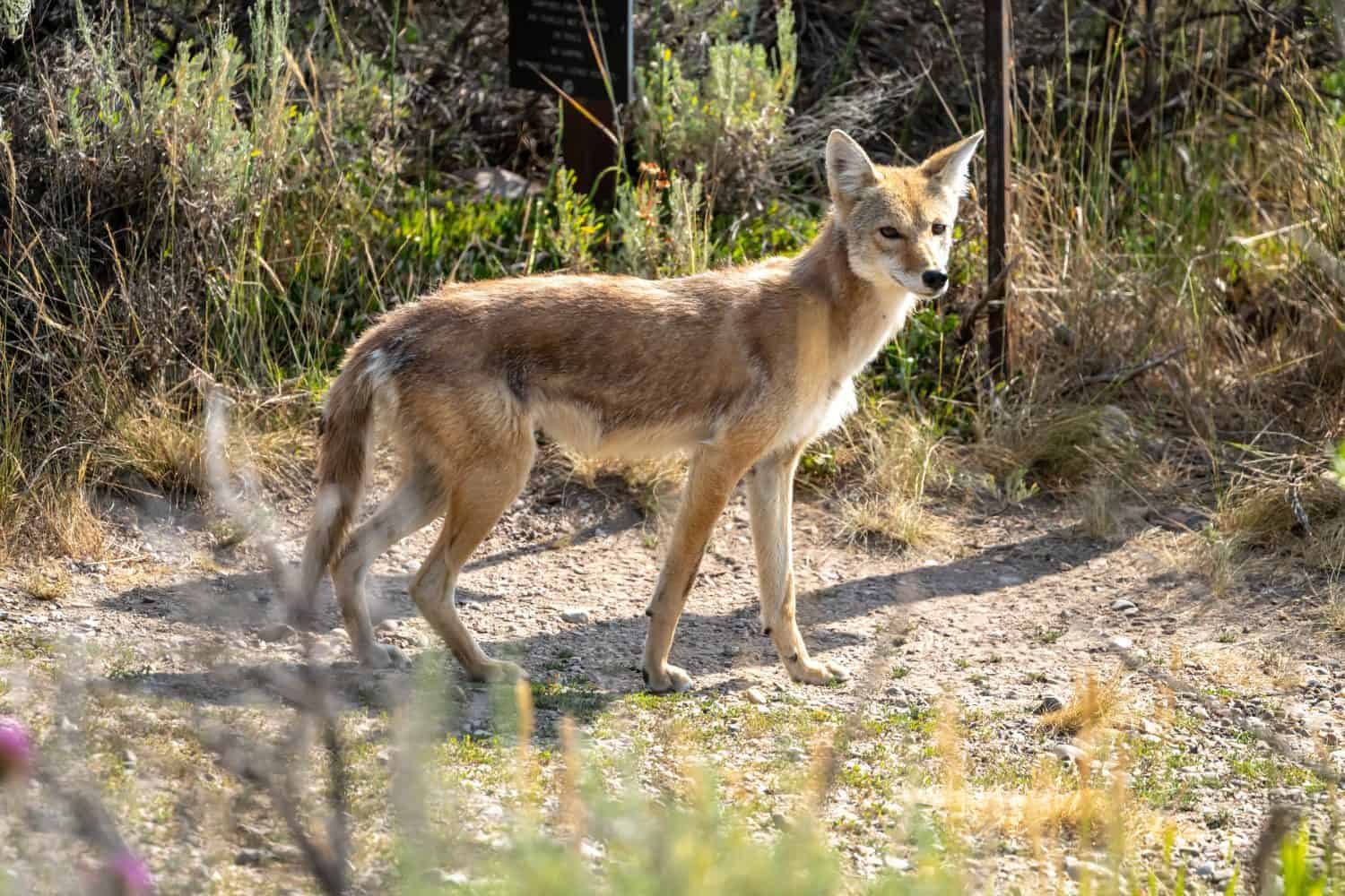 Thin coyote looking toward the camera along a trail in Grand Teton National Park.
