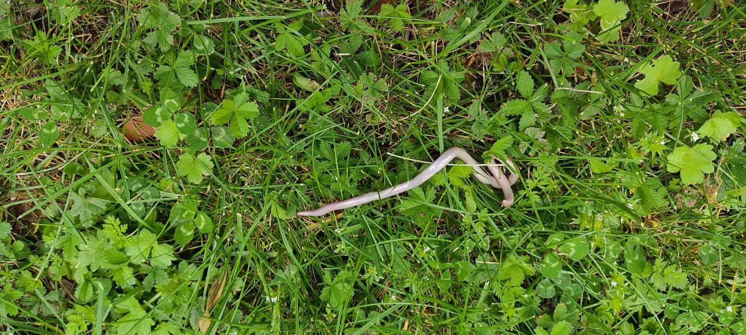 Microscopic view of a parasitic worm.