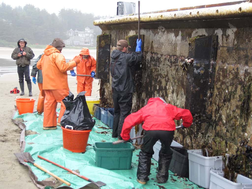 7 Bizarre Things That Washed Up on Pacific Northwest Beaches