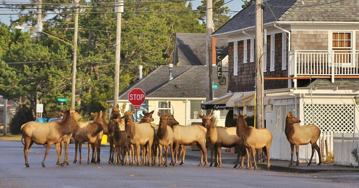 9 Pacific Northwest Towns Where Wild Animals Wander Freely