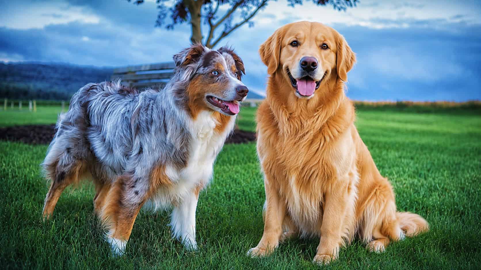 10 Dog Breeds Seattle Loves, Just in Time for International Dog Day
