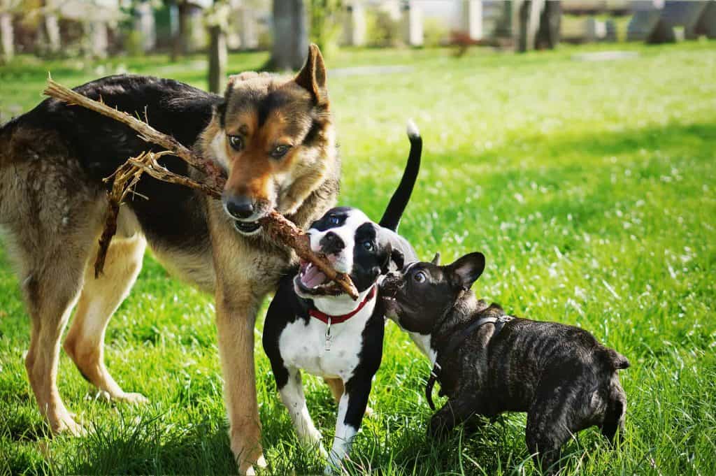 14 Ways to Keep Your Dog Safe at PNW Dog Parks