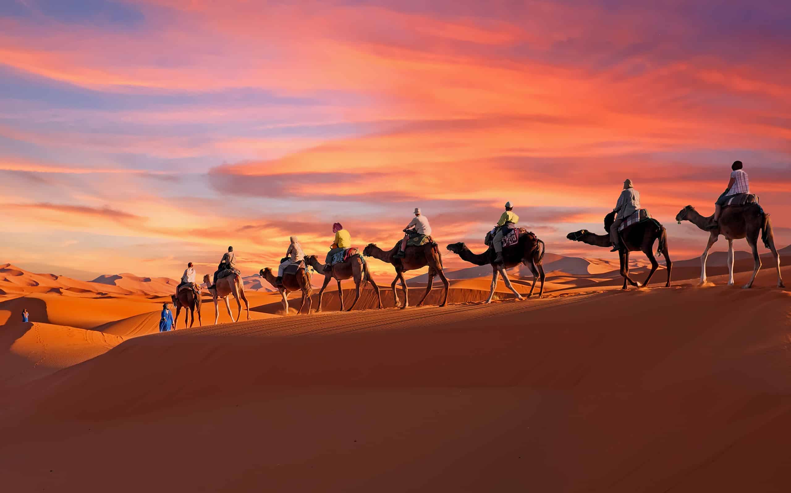 Camel caravan going through the Sahara desert in Morocco at sunset