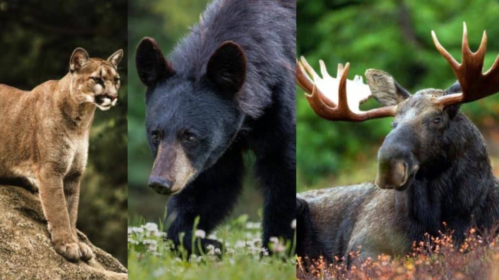 10 of the Deadliest Animals in the Pacific Northwest and Where You Might Find Them