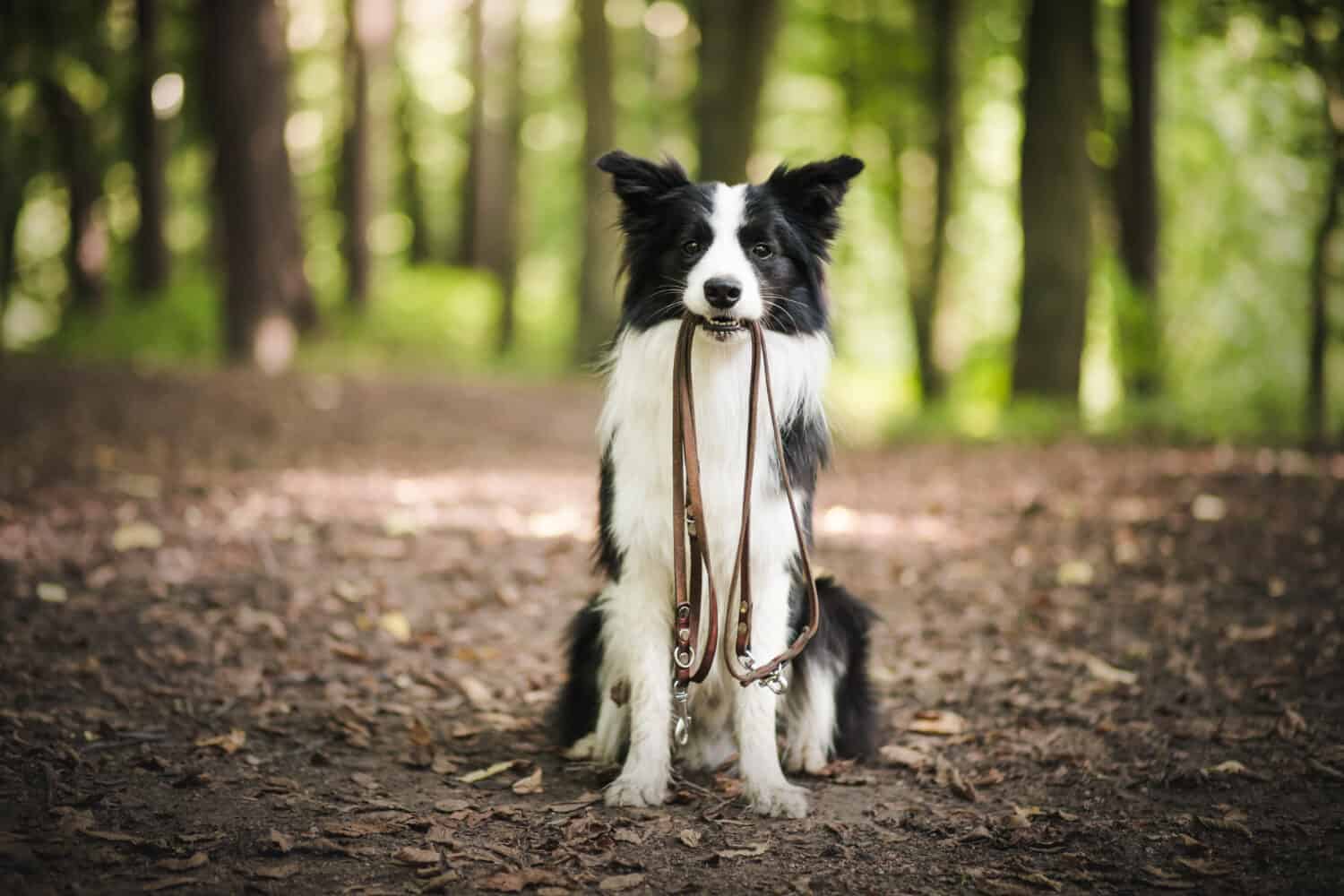 Male owner putting on leash on the dog outdoor. Happy young border collie in the forest.
