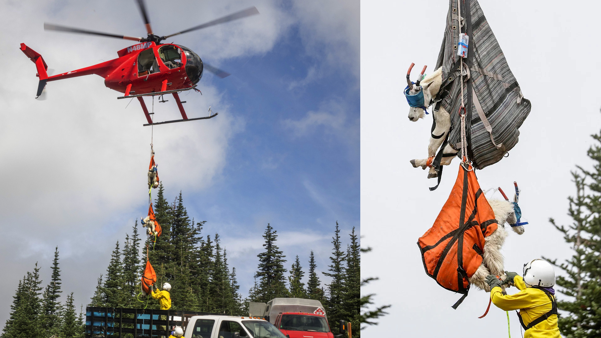 10 Bizarre Animal Stories That Actually Happened in the Pacific Northwest